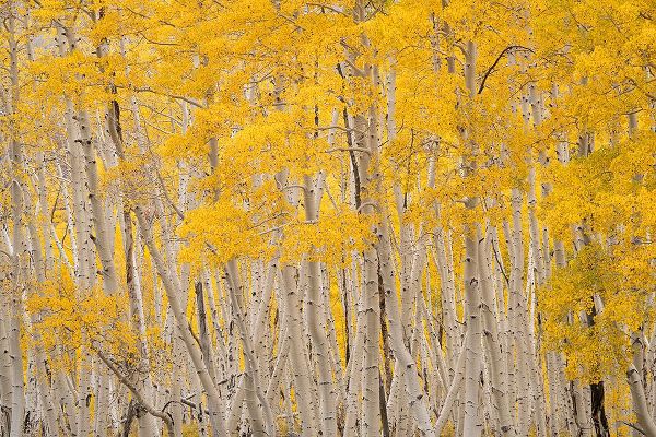 Jaynes Gallery 아티스트의 USA-Colorado-Uncompahgre National Forest Aspen trees in autumn작품입니다.